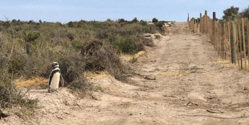 La triste imagen de un pingüino al encontrar a sus crías muertas: Fueron aplastadas por un bulldozer