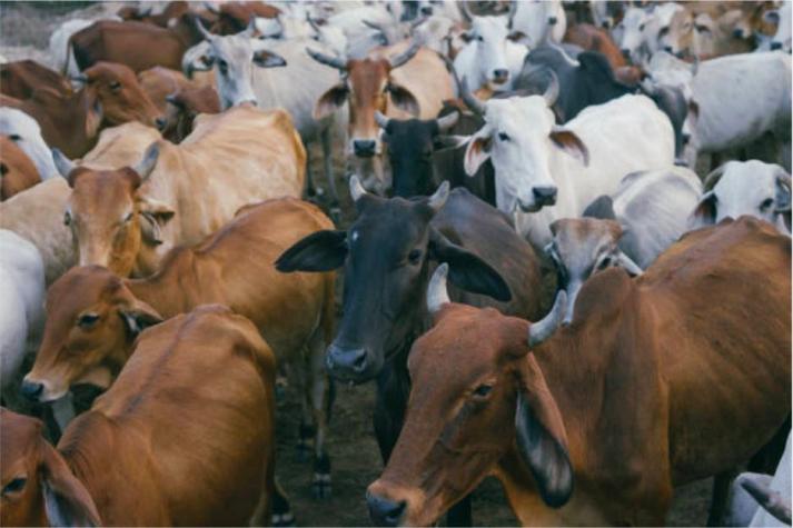 Granjero indio denunció a sus vacas por no dar leche