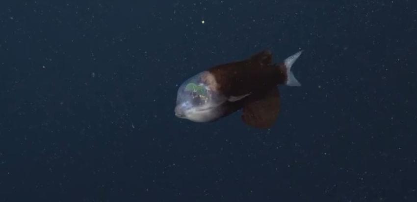 [VIDEO] Científicos graban un extraño pez de cabeza transparente en las profundidades del mar