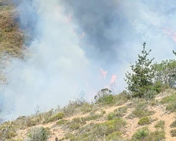 Alerta roja en Algarrobo por incendio forestal en sector cercano a viviendas