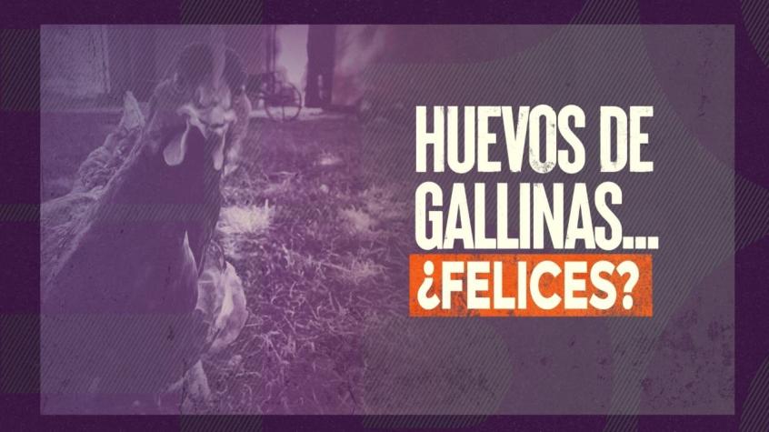 [VIDEO] Reportajes T13: Graves problemas sanitarios por "gallinas felices" en Colbún