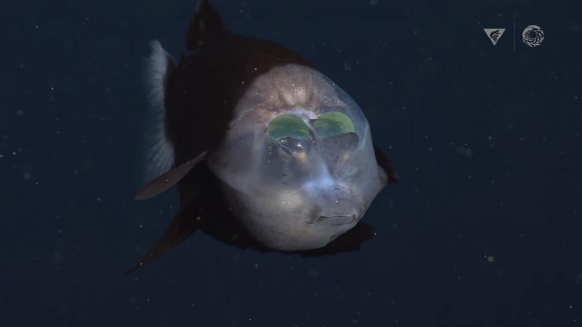 Científicos logran registrar nuevas imágenes del extraño pez de cabeza transparente