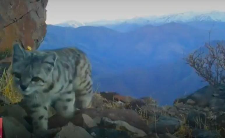 [VIDEO] Investigadores captan el maullido de apareamiento del gato andino: Quedan 400 en Chile