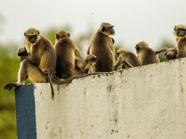 India: Tropa de monos asesina al menos 250 cachorros en "venganza" por muerte de una de sus crías