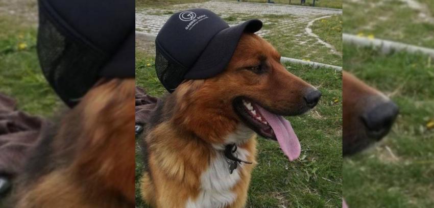 Brownie, la mascota de los Boric Font que pasó de la adopción a ser "primer Perro" de Chile