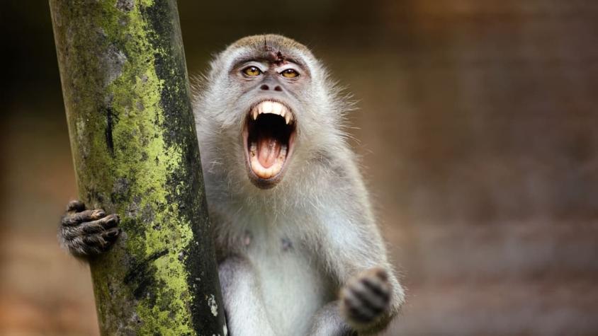 Capturan a dos monos acusados de provocar matanza de cientos de perros "por venganza"