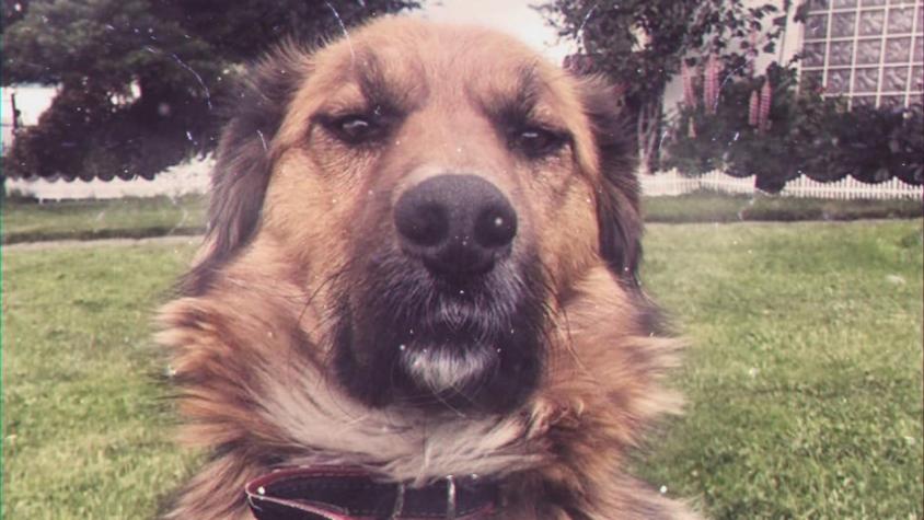 [VIDEO] La locura en redes sociales por Brownie, el "primer perro de la nación"