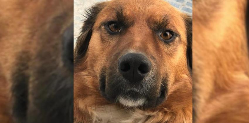 Todo lo que debes saber para adoptar un perro en Chile: Refugios, requisitos y otros trámites