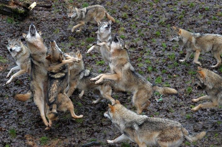 Una manada de lobos se escapa de su jaula en un zoológico de Francia