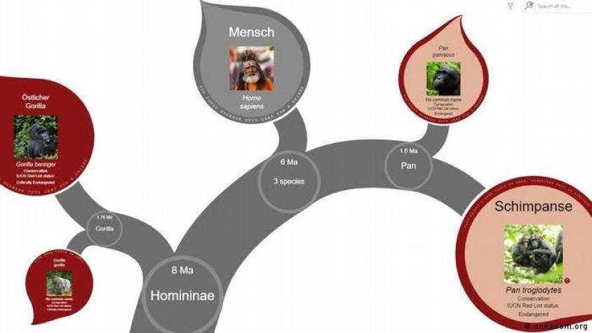“El árbol virtual de la vida” muestra cómo todas las especies están relacionadas entre sí
