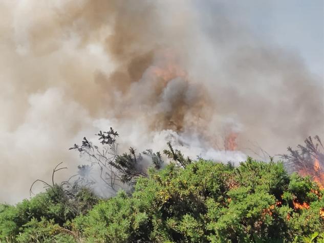 Onemi ordena evacuación preventiva en La Vara de Puerto Montt por incendio forestal