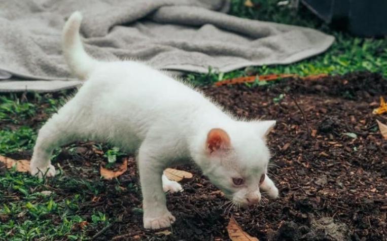 [FOTOS] Creían que era un gatito: Encuentran a un cachorro de puma albino en Colombia