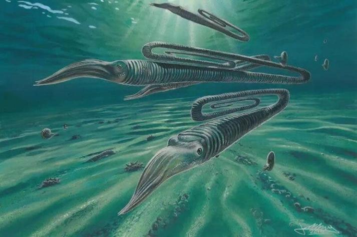 Diplomoceras maximum: Descubren molusco con forma de "clip" que vivió hace 68 millones de años