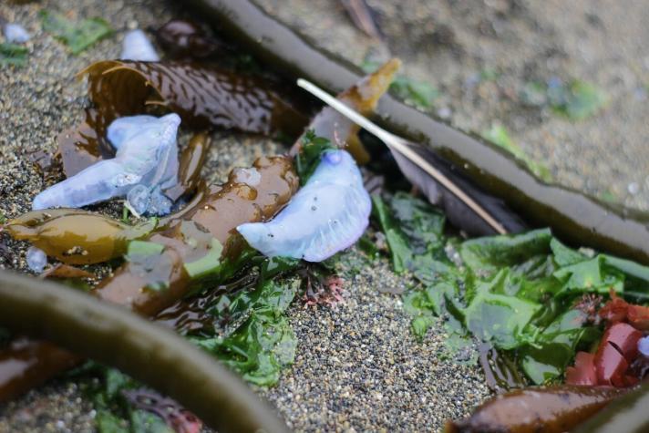 Cierran tres playas de Puchuncaví por presencia de Fragata Portuguesa