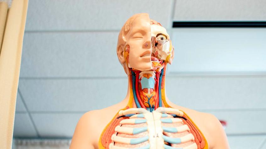 Científicos descubren una nueva parte del cuerpo humano en la cabeza