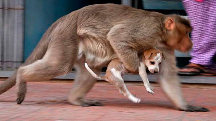 ¿Venganza animal? Monos furiosos mataron a 250 perros en la India