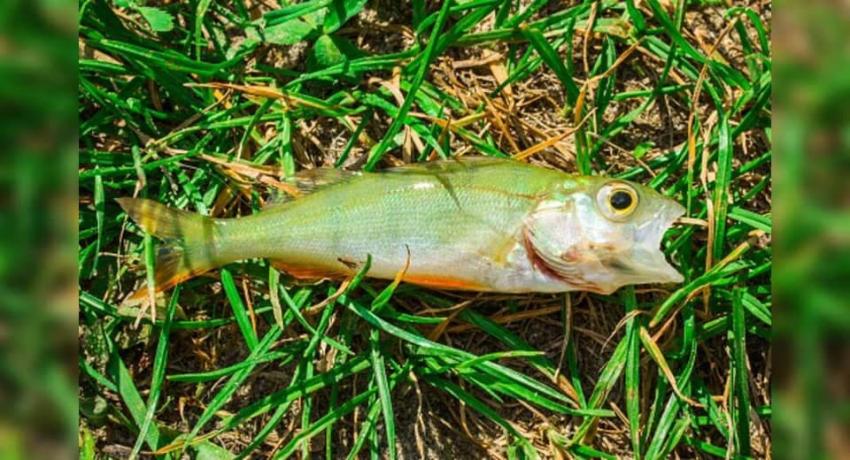 ¿Lluvia de peces? Extraño evento meteorológico sorprende en una ciudad de EE.UU