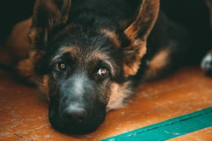 Perro murió de un infarto por el miedo causado por los fuegos artificiales en Puerto Varas