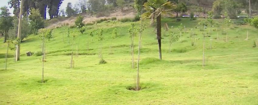 [VIDEO] Retiran pasto de parques y plazas para ahorrar agua en medio de gran sequía