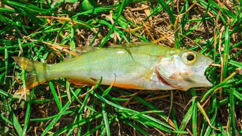 "No es una broma": Reportan que peces cayeron del cielo en Texas en extraño evento meteorológico