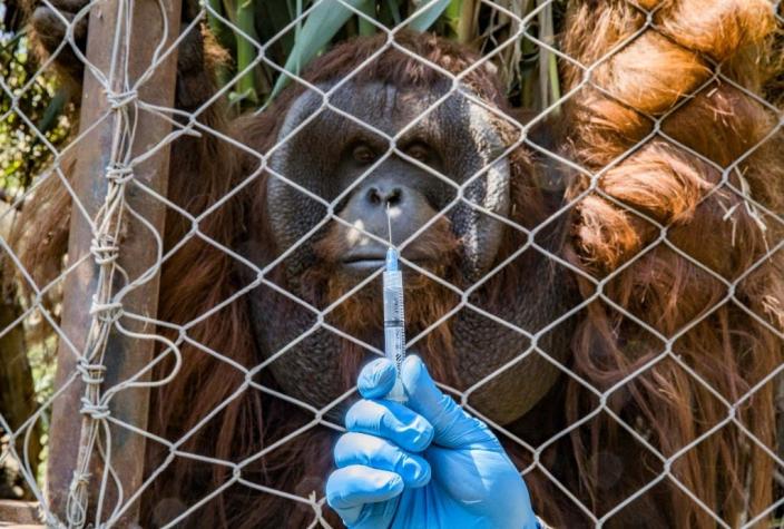 Animales de Buin Zoo recibieron segunda dosis de vacuna contra el COVID-19