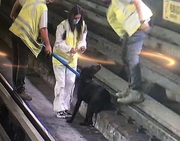 Metro de Santiago anuncia cierre de estación en Línea 5 por rescate de un perro en la vía