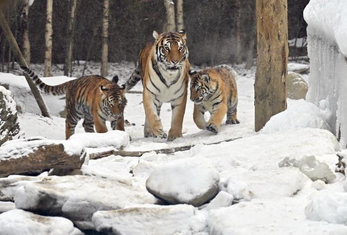 Un tigre arranca la mano de una cuidadora en un parque de Japón