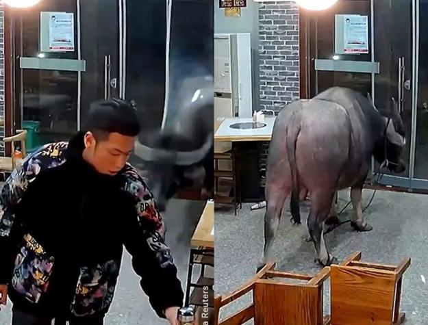 [VIDEO] Hombre fue atropellado por un búfalo al interior de un restaurante en China