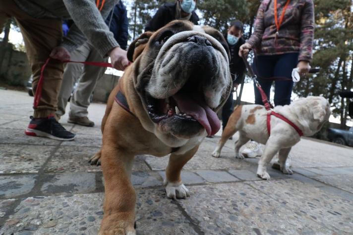 Estudio revela que el cerebro de los perros puede distinguir entre idiomas
