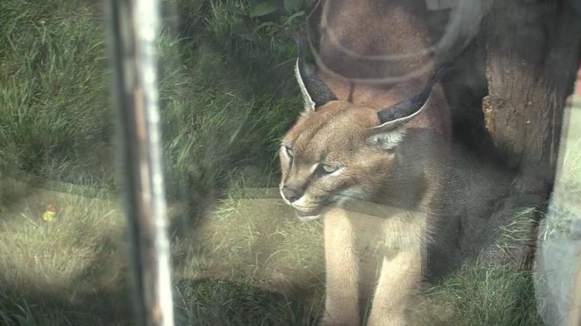 [VIDEO] Presentó 3 nuevas especies felinas: Buin Zoo retoma visitas nocturnas durante enero