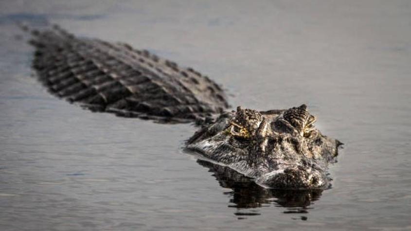 Buscan en río lleno de caimanes a mujer desaparecida en Estados Unidos