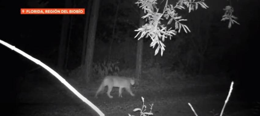 [VIDEO] Incendios serían la causa: Avistan puma en cercanías de viviendas