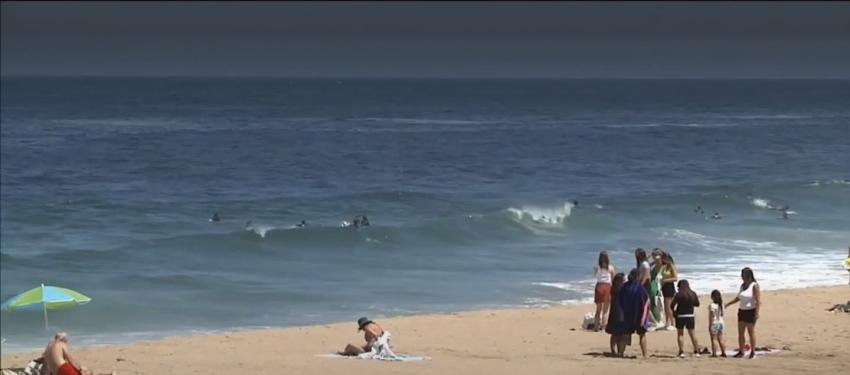 [VIDEO] Delfines "acompañan" a bañistas de playas de la Región de Valparaíso