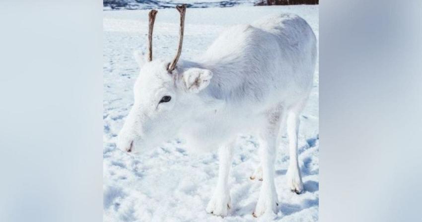 El pequeño reno blanco que se confunde con la nieve y que enternece a las redes sociales