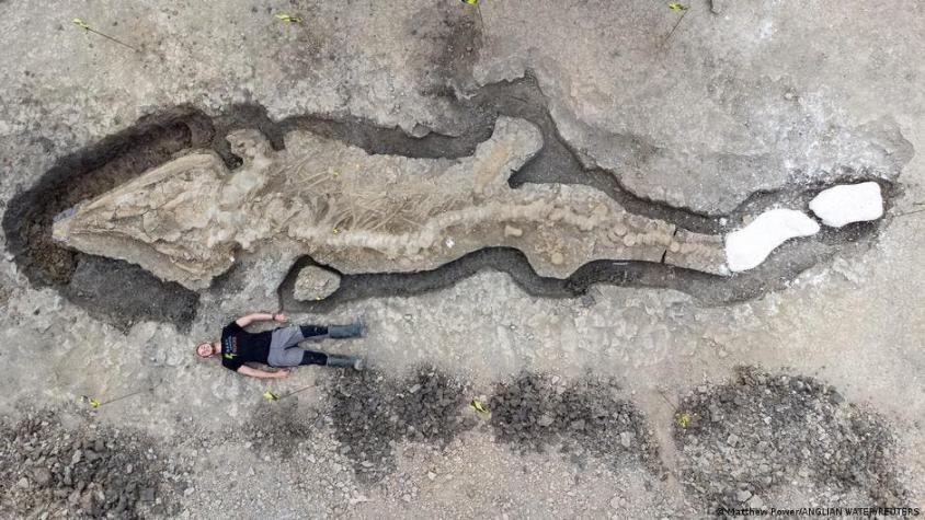 Espectacular hallazgo: descubren fósil de "dragón marino" gigante en el Reino Unido