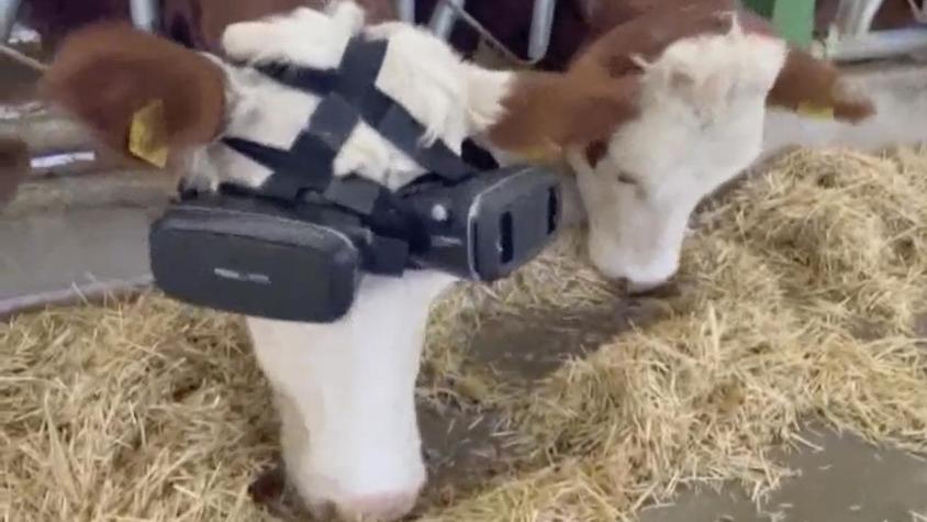 Granjero aplica lentes de realidad virtual en vacas para aumentar productividad de leche
