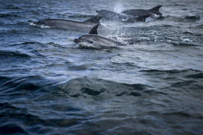Las hembras de los delfines tienen un clítoris muy parecido al de los humanos