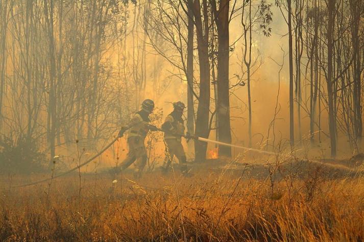 Declaran alerta roja en Chillán por incendio forestal en Parque Lantaño