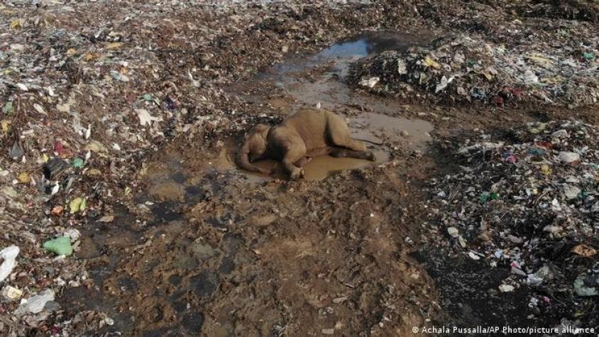 Elefantes están muriendo por comer residuos plásticos en un vertedero de Sri Lanka