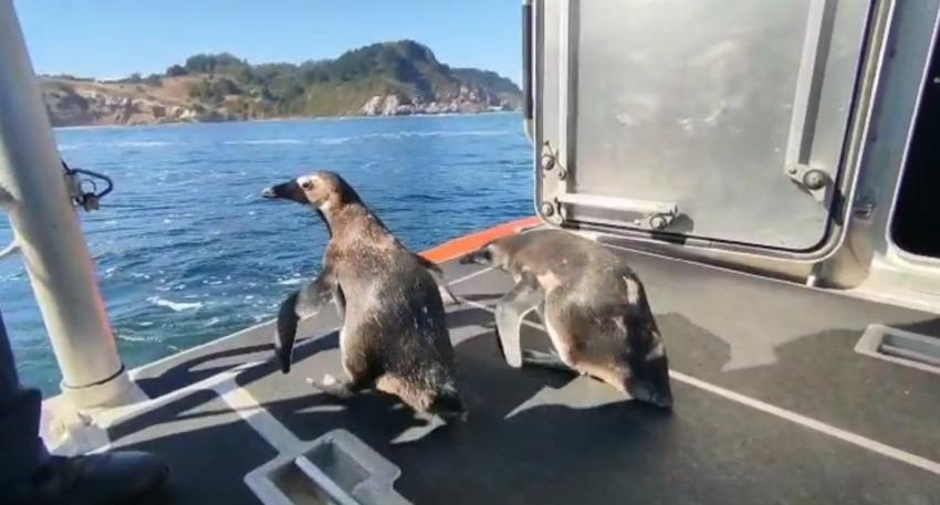 Liberan a pingüinos recatados: Después de 3 meses volvieron a su hábitat en Talcahuano