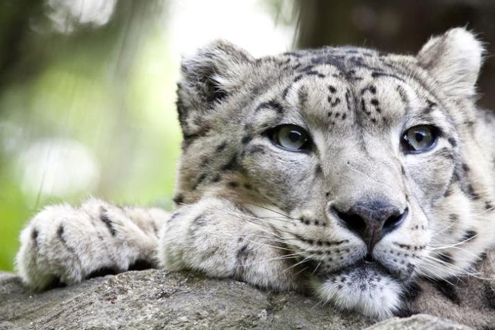 Leopardo ataca a una modelo durante una sesión de fotos