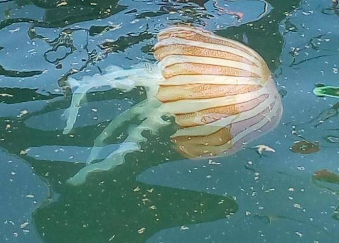 No confundir con la Fragata Portuguesa: Enjambre de medusas amanece en San Antonio