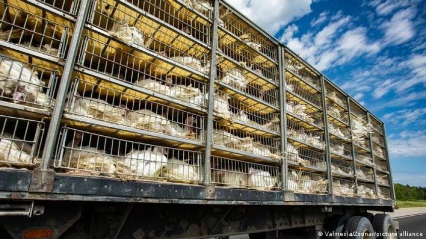 Una investigación revela las atroces condiciones del transporte de animales vivos