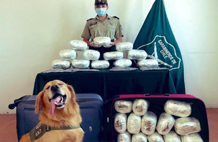 Perro "Darwin" del OS7 de Carabineros logra incautar más de 33 kilos droga