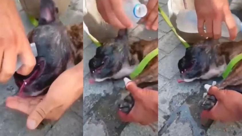 Policía de Brasil rompe vidrio para salvar a perrita encerrada en un auto: dueño había ido a comer