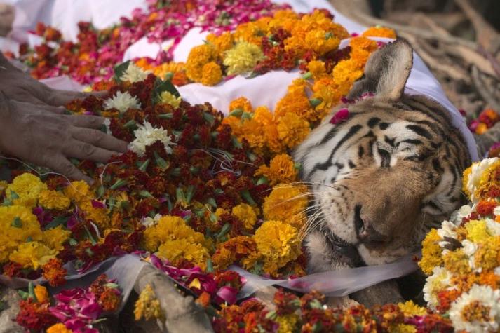 India se despide de la tigresa Collarwali, conocida por dar a luz a numerosas camadas de tigres