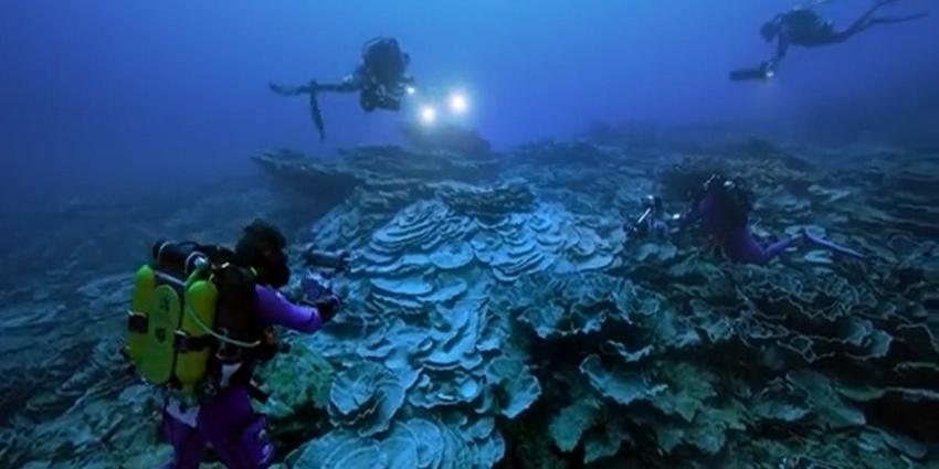 Encuentran arrecife de 3 kilómetros de coral gigante hallado intacto cerca de Tahití