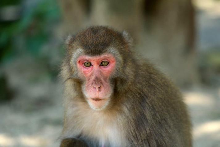La historia de la reina de los monos, que destronó al macho alfa en Japón
