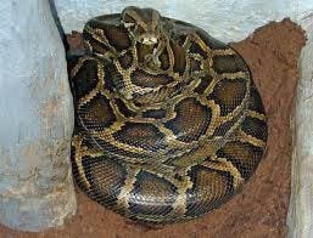 Encuentran a un hombre muerto en su casa rodeado por más de 100 serpientes