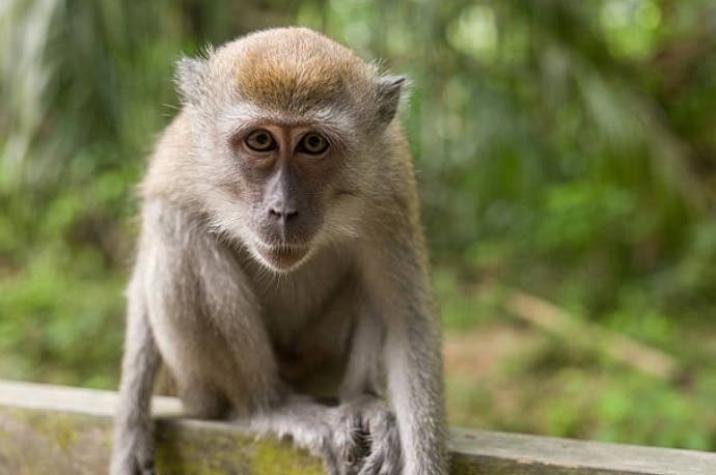 Cuatro monos de laboratorio escapan tras accidente de tránsito en EE.UU